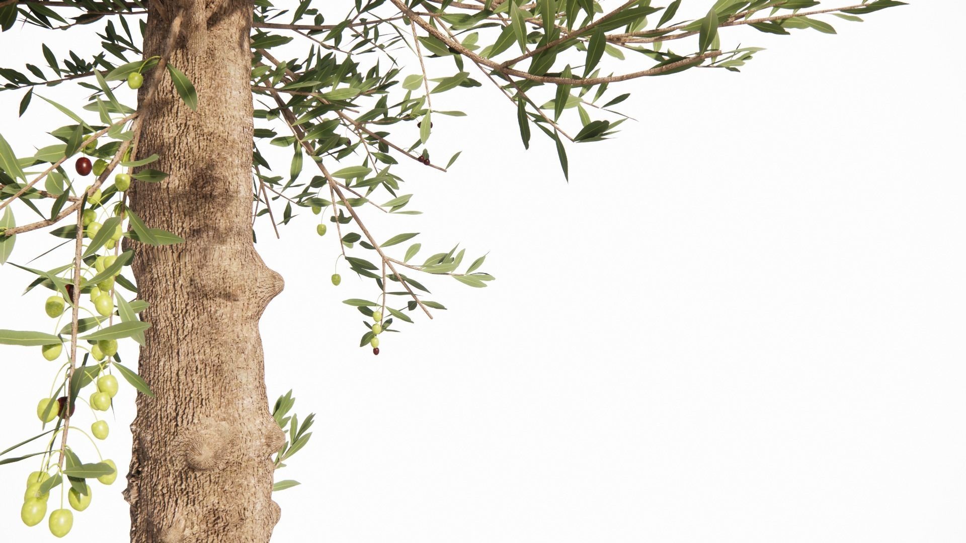 Olea europaea - OLIVO 3D model_7