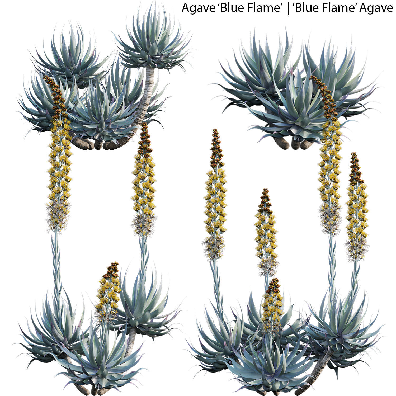 Australian Plants 3D model_7
