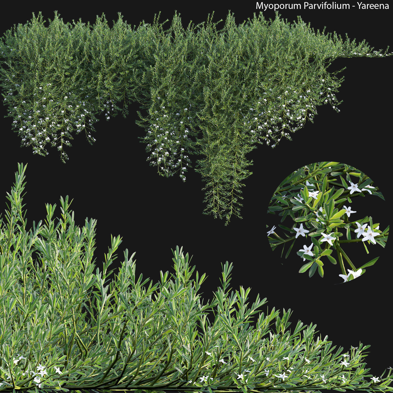 Australian Plants 3D model_21