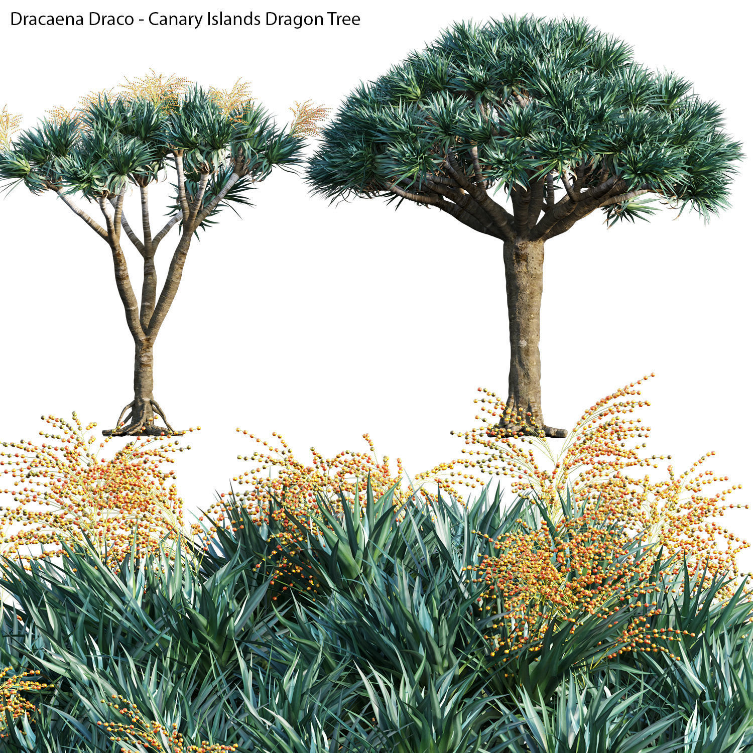 Australian Plants 3D model_16