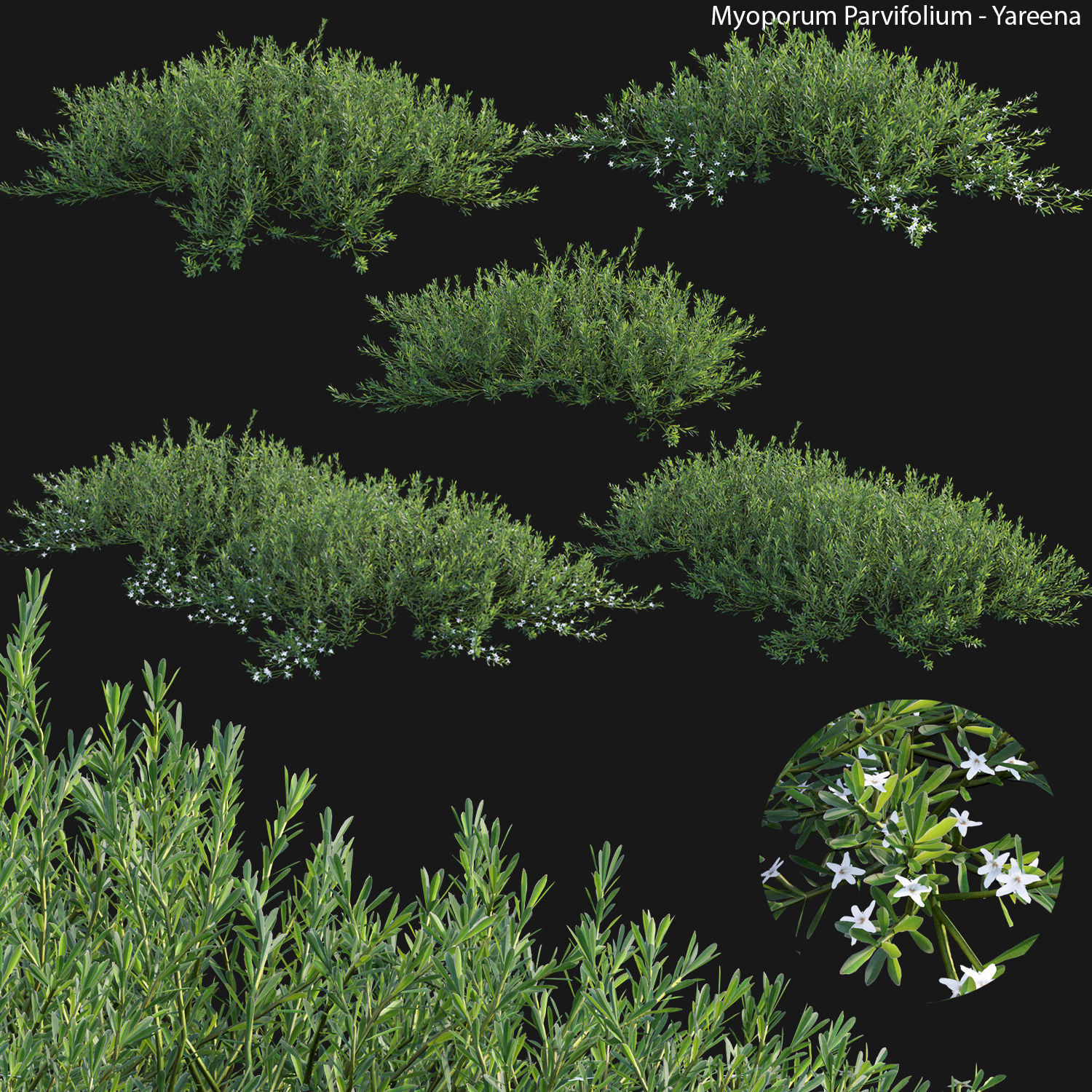 Australian Plants 3D model_18
