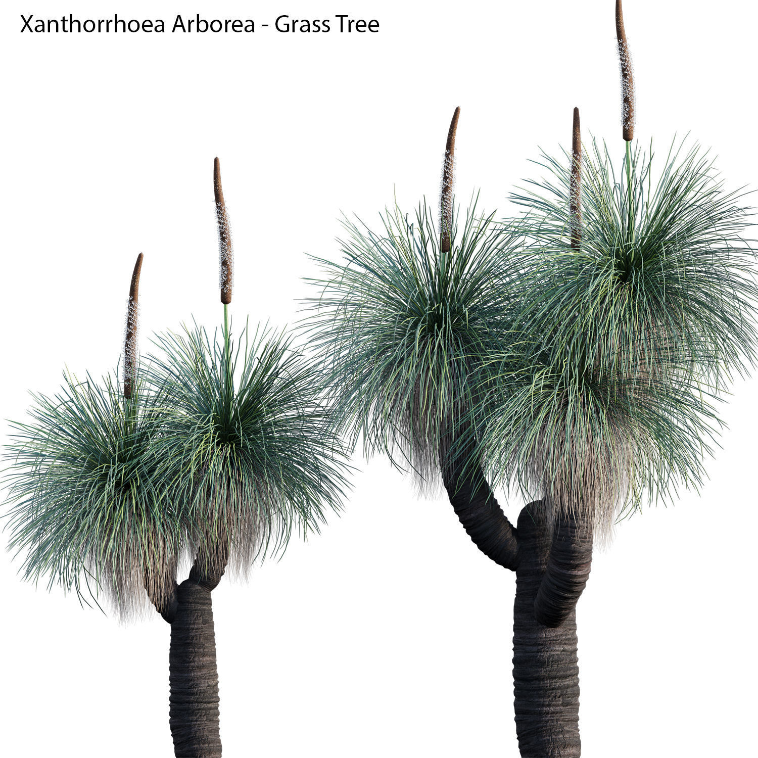 Australian Plants 3D model_29