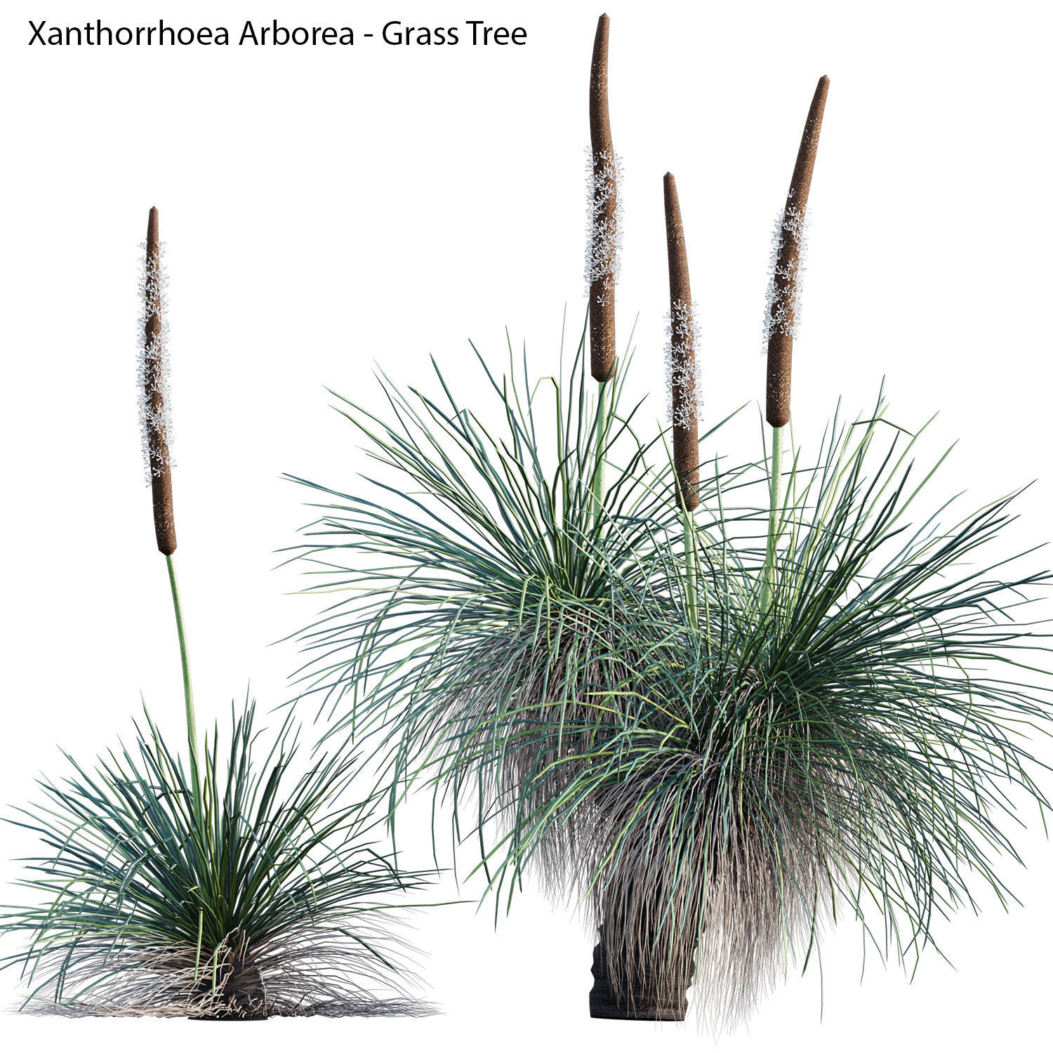 Australian Plants 3D model_30