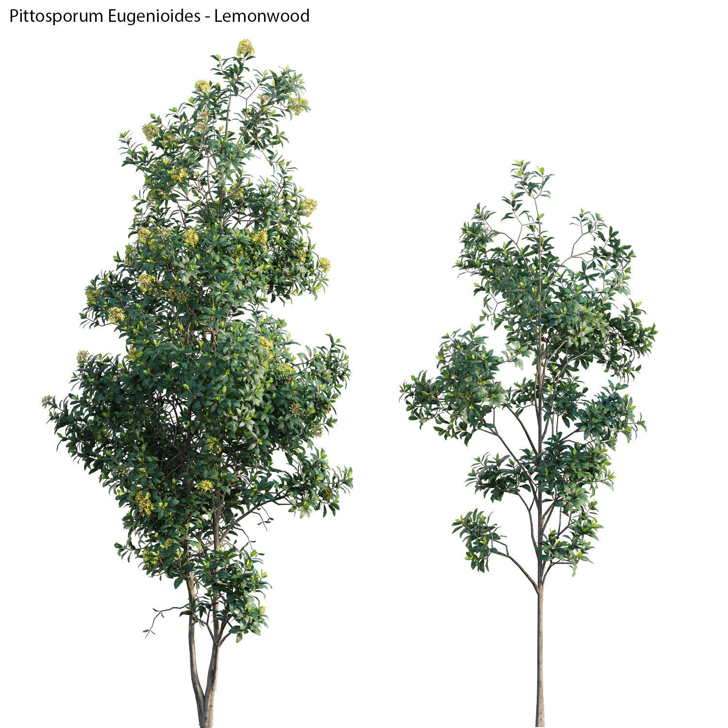 Australian Plants 3D model_22