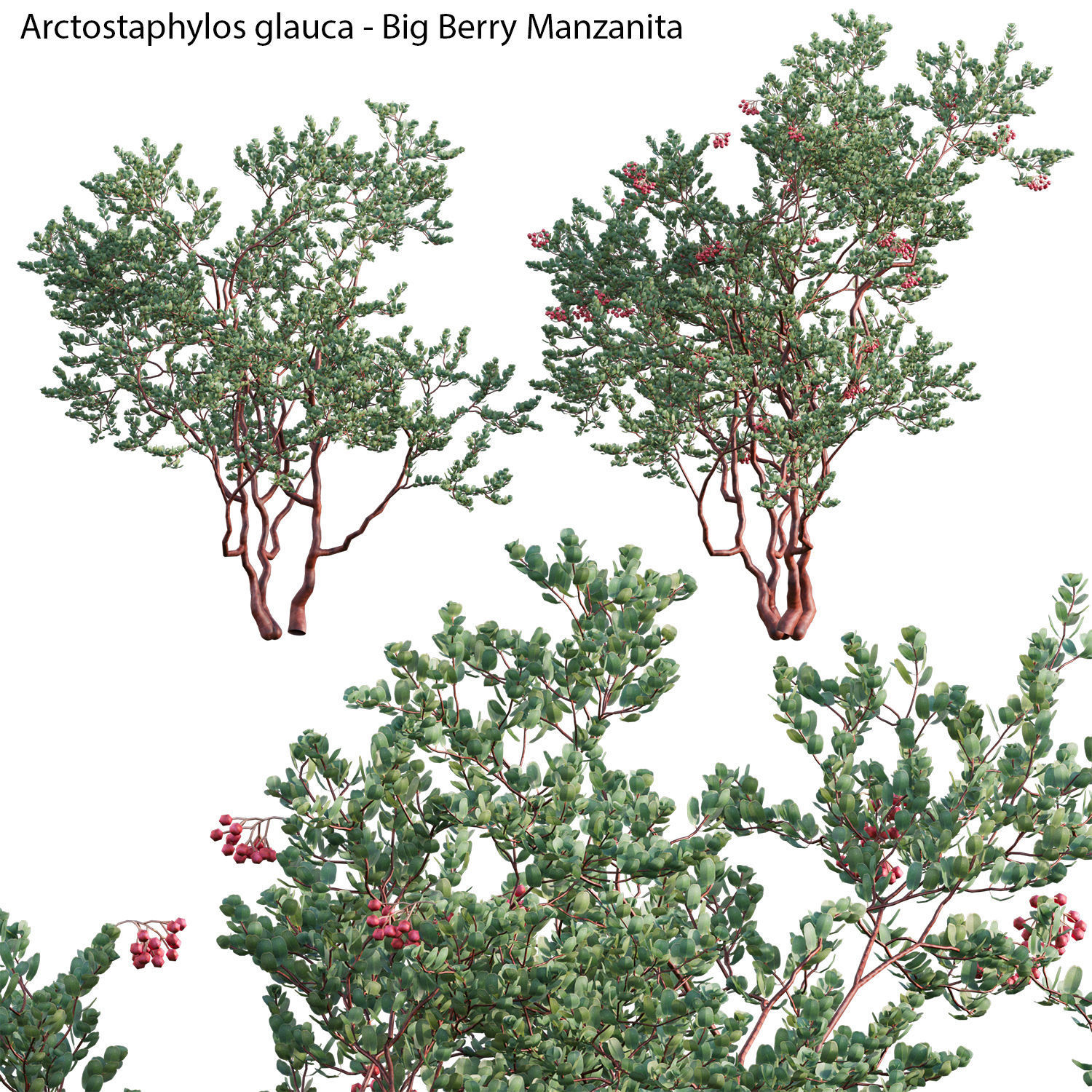 Australian Plants 3D model_10