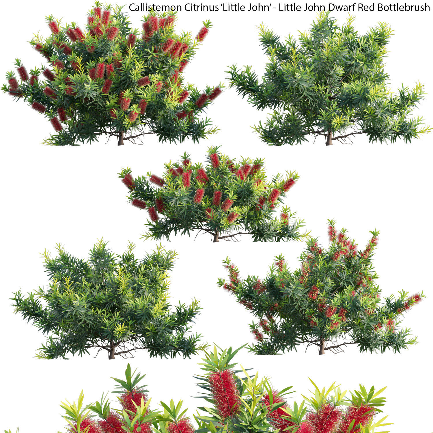 Australian Plants 3D model_17