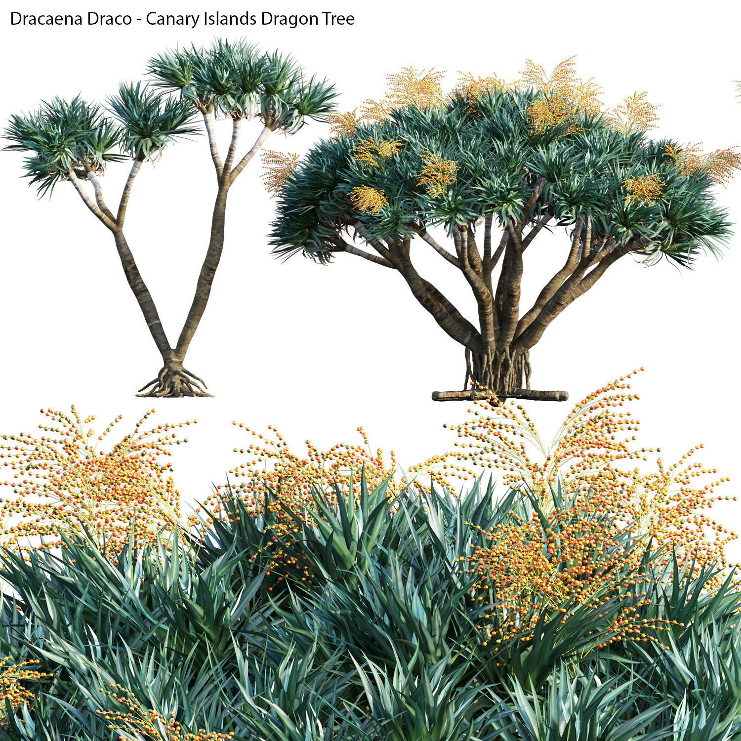 Australian Plants 3D model_19