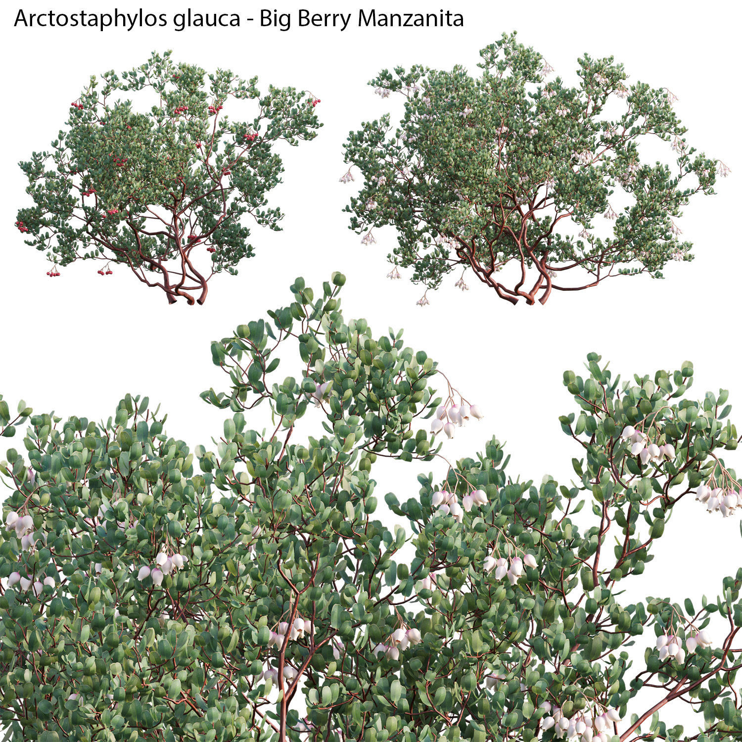 Australian Plants 3D model_27