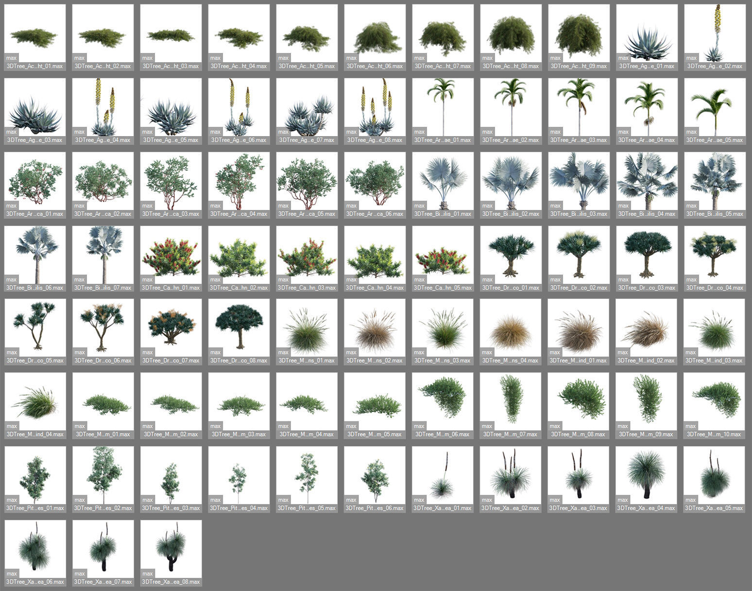 Australian Plants 3D model_6