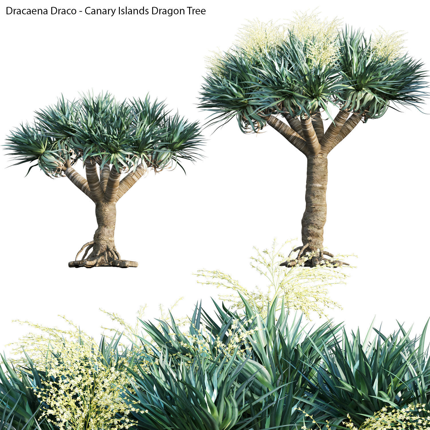 Australian Plants 3D model_13