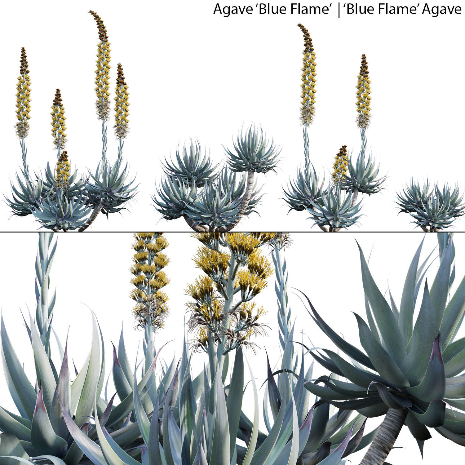 Australian Plants 3D model_8