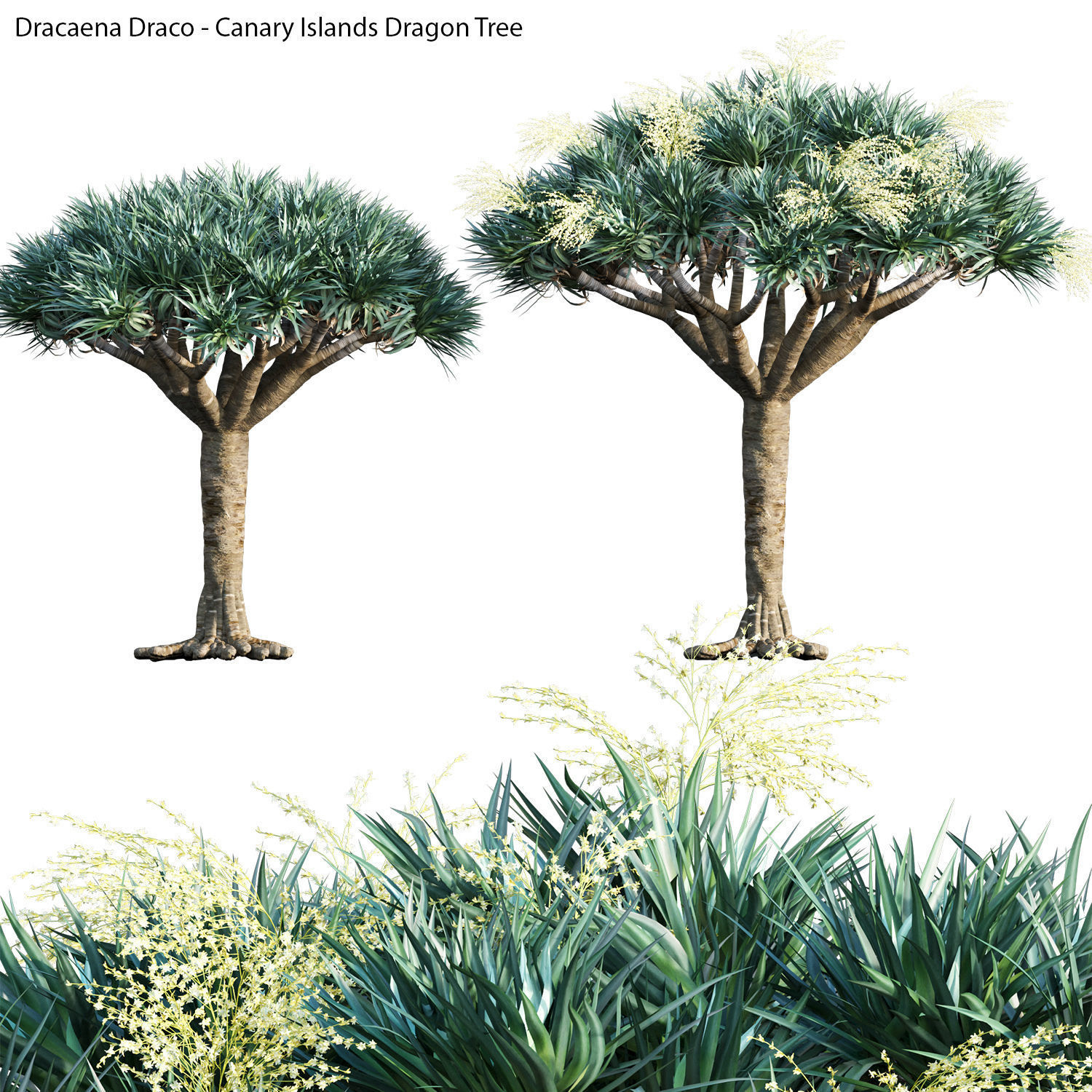 Australian Plants 3D model_12