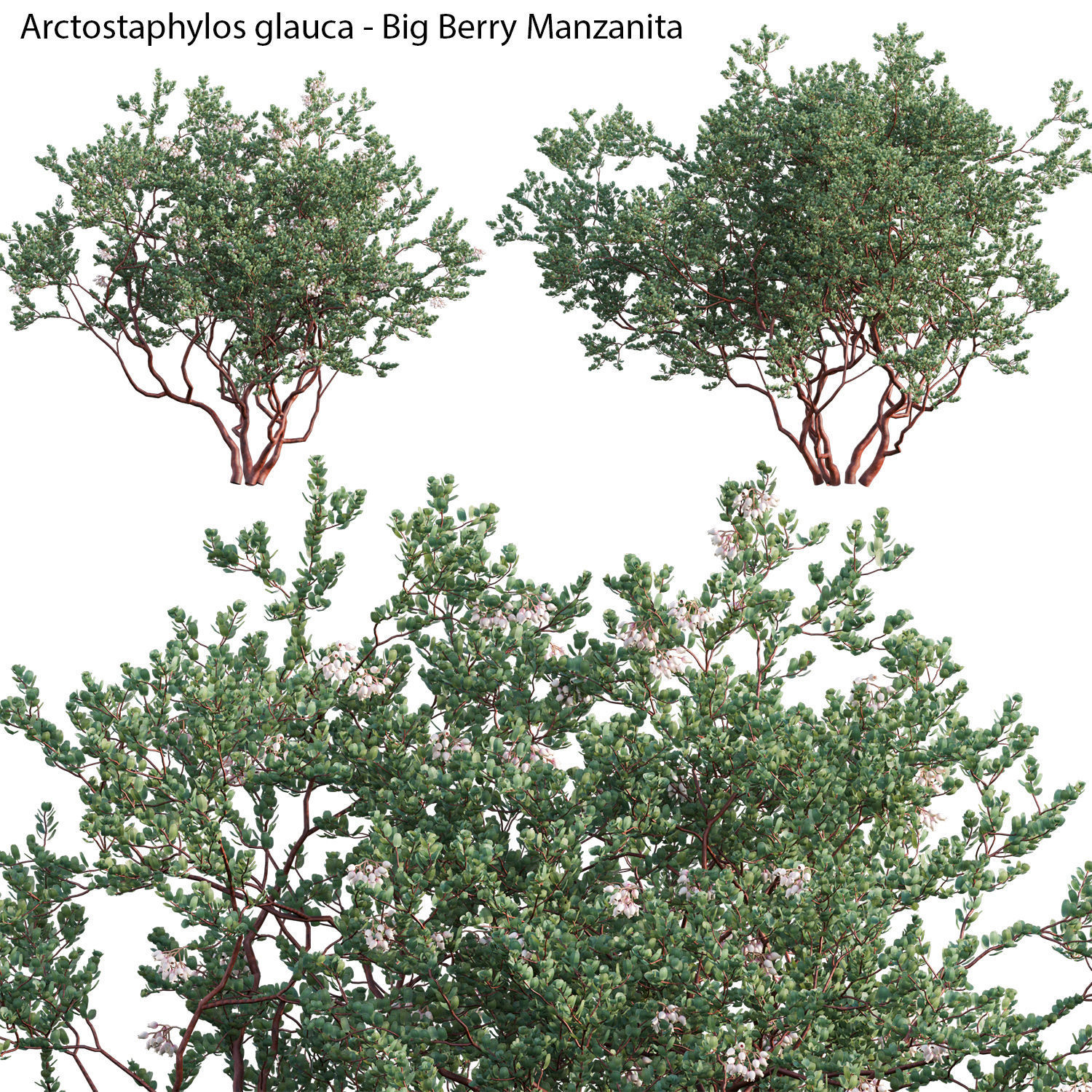 Australian Plants 3D model_32