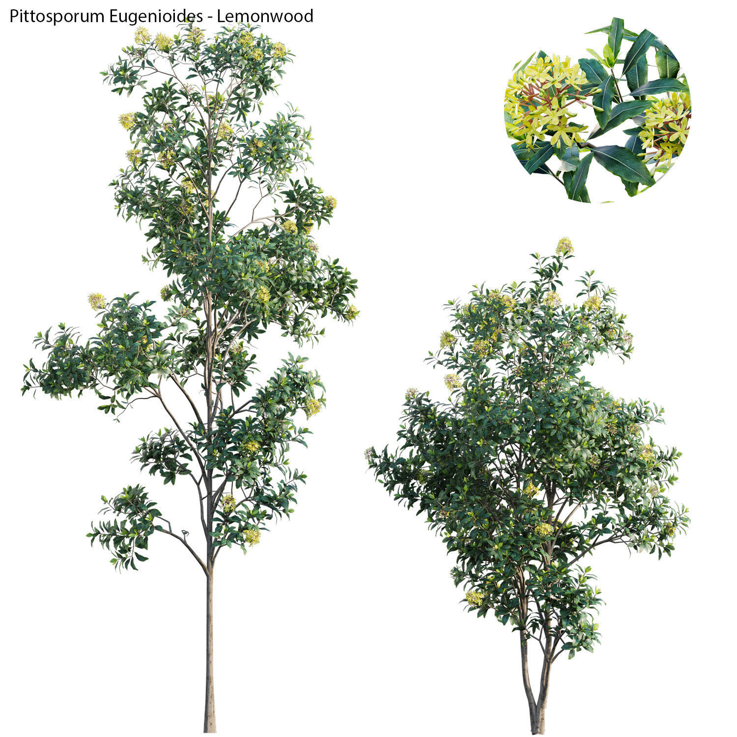 Australian Plants 3D model_23