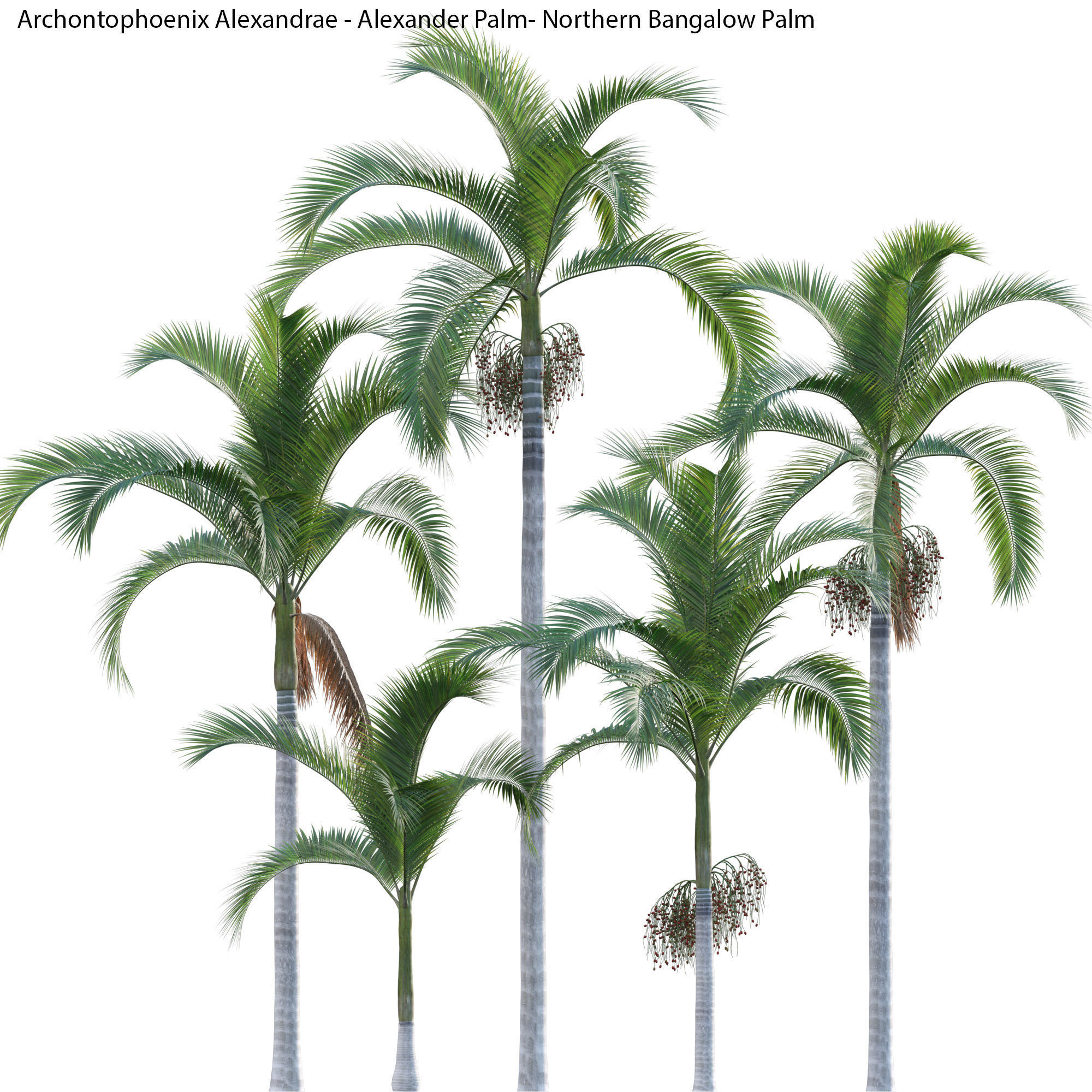 Australian Plants 3D model_11
