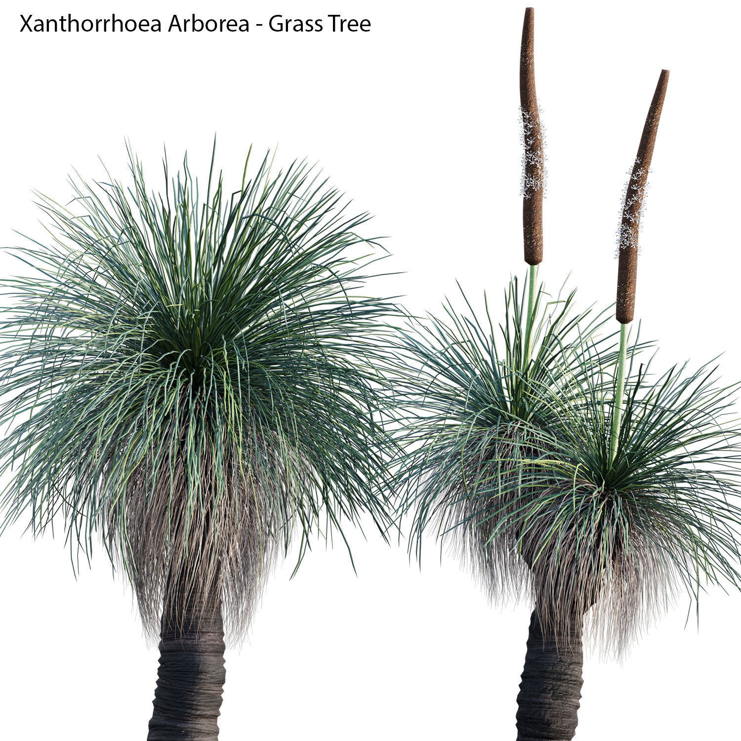 Australian Plants 3D model_24