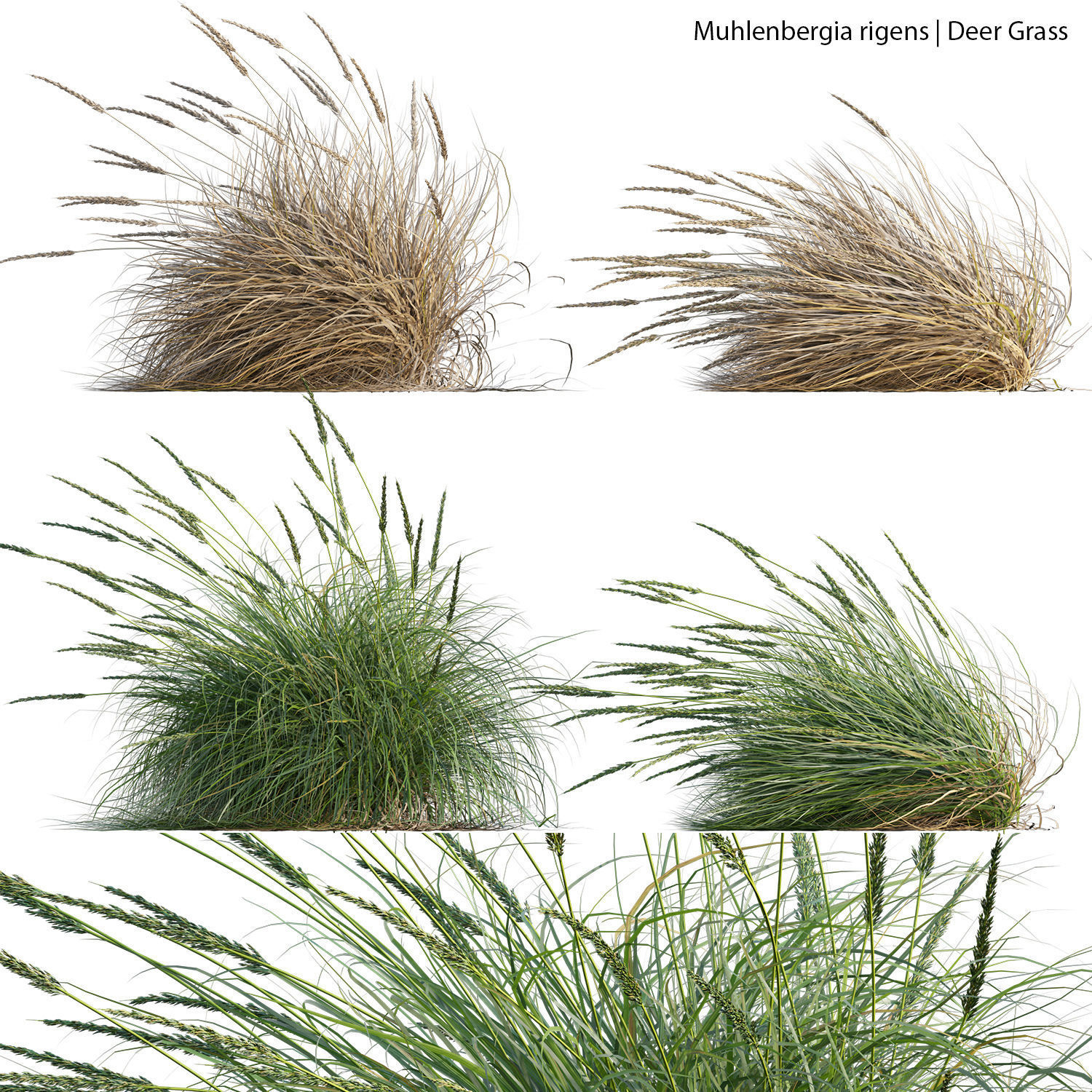 Australian Plants 3D model_15