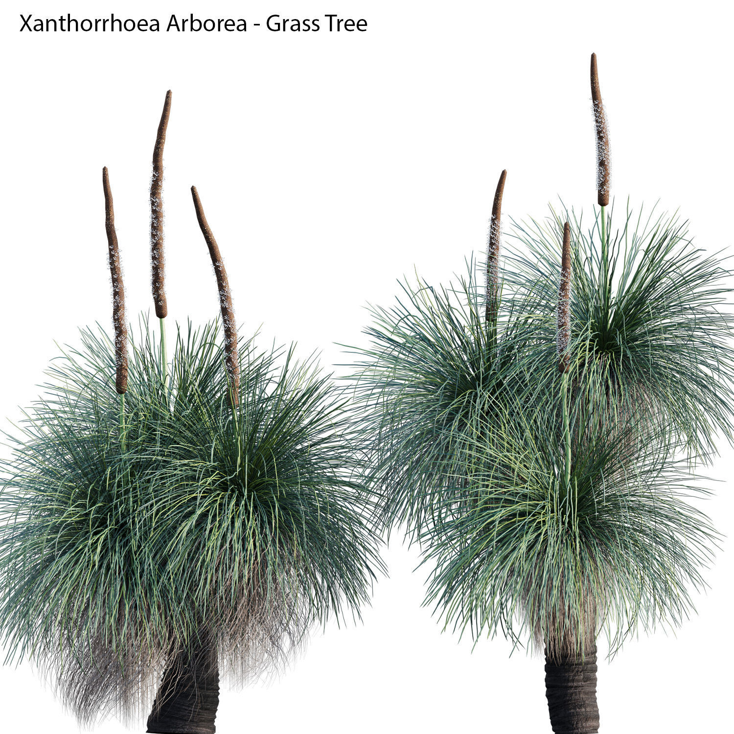 Australian Plants 3D model_28