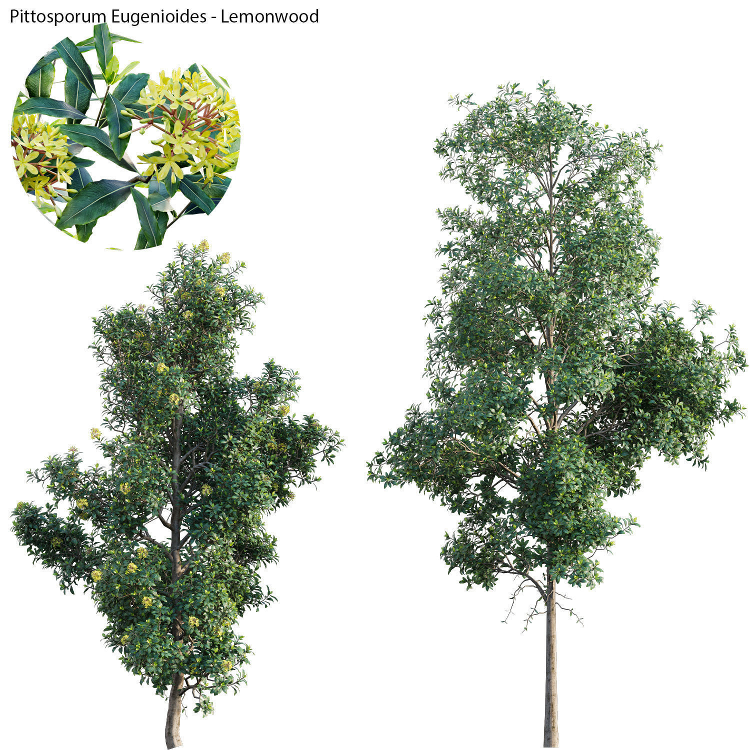 Australian Plants 3D model_25