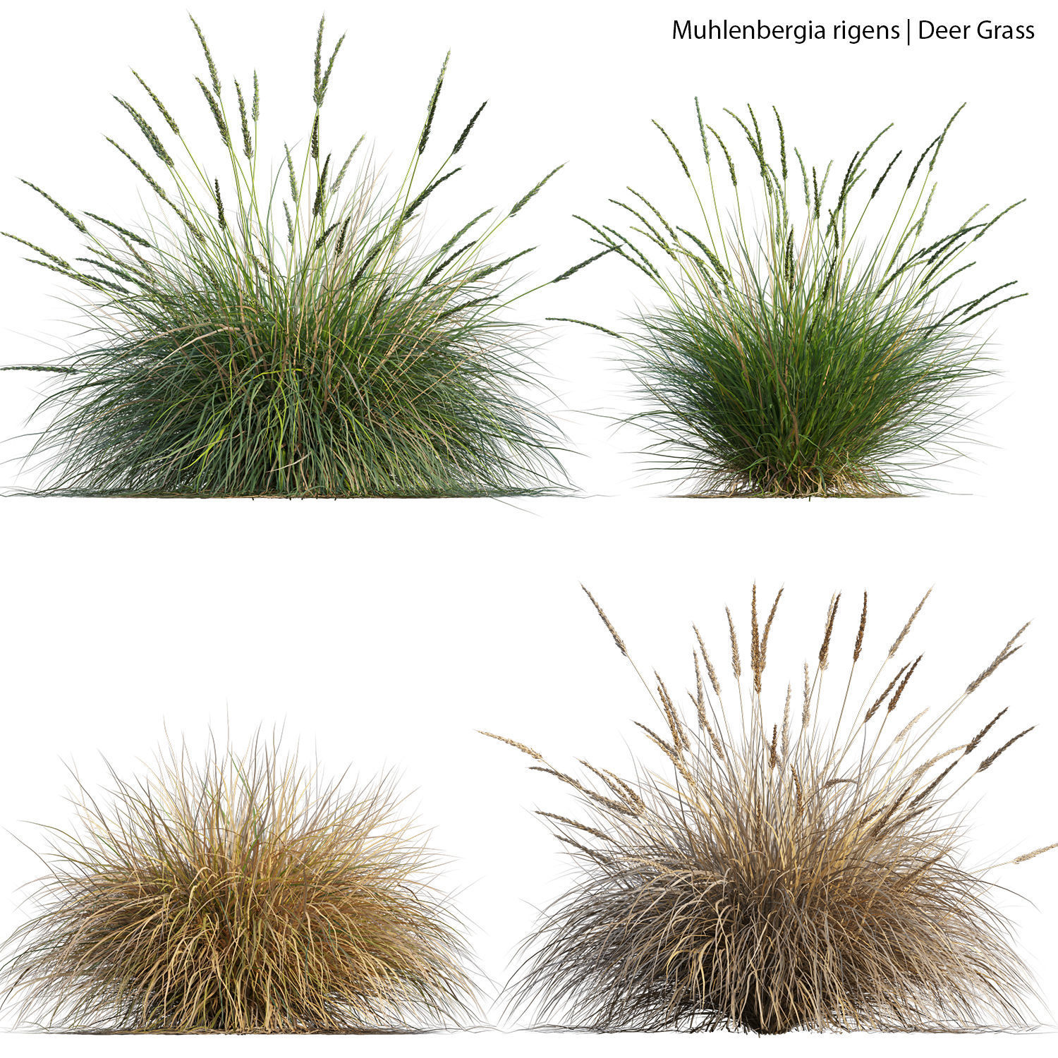 Australian Plants 3D model_20