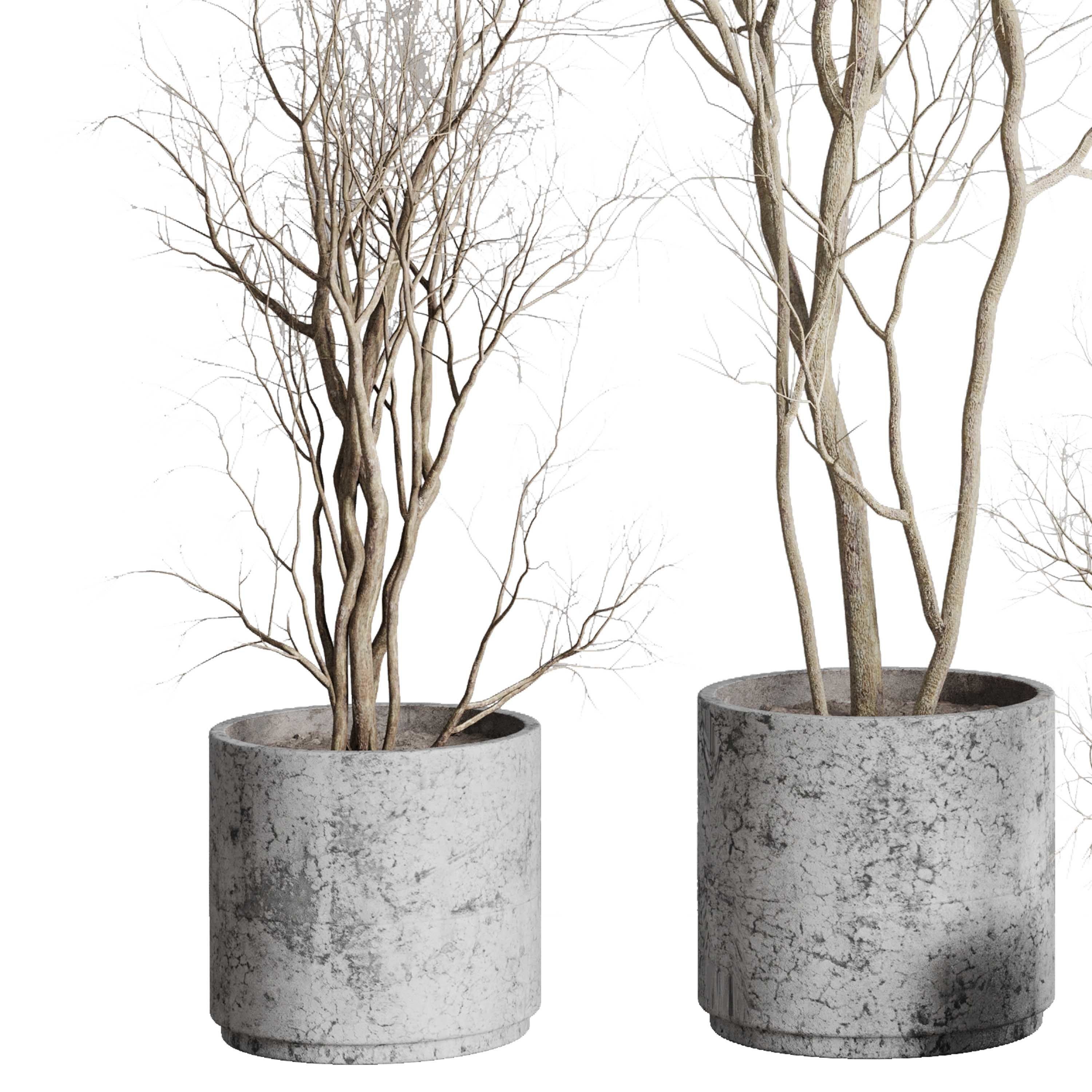 Tree and Dried branches with concrete dirt vase 3D model_1