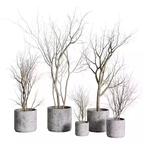 Tree and Dried branches with concrete dirt vase