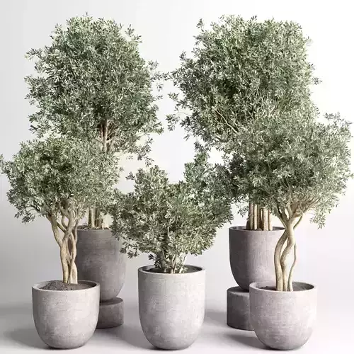 set indoor outdoor plant tree vase dirty concrete