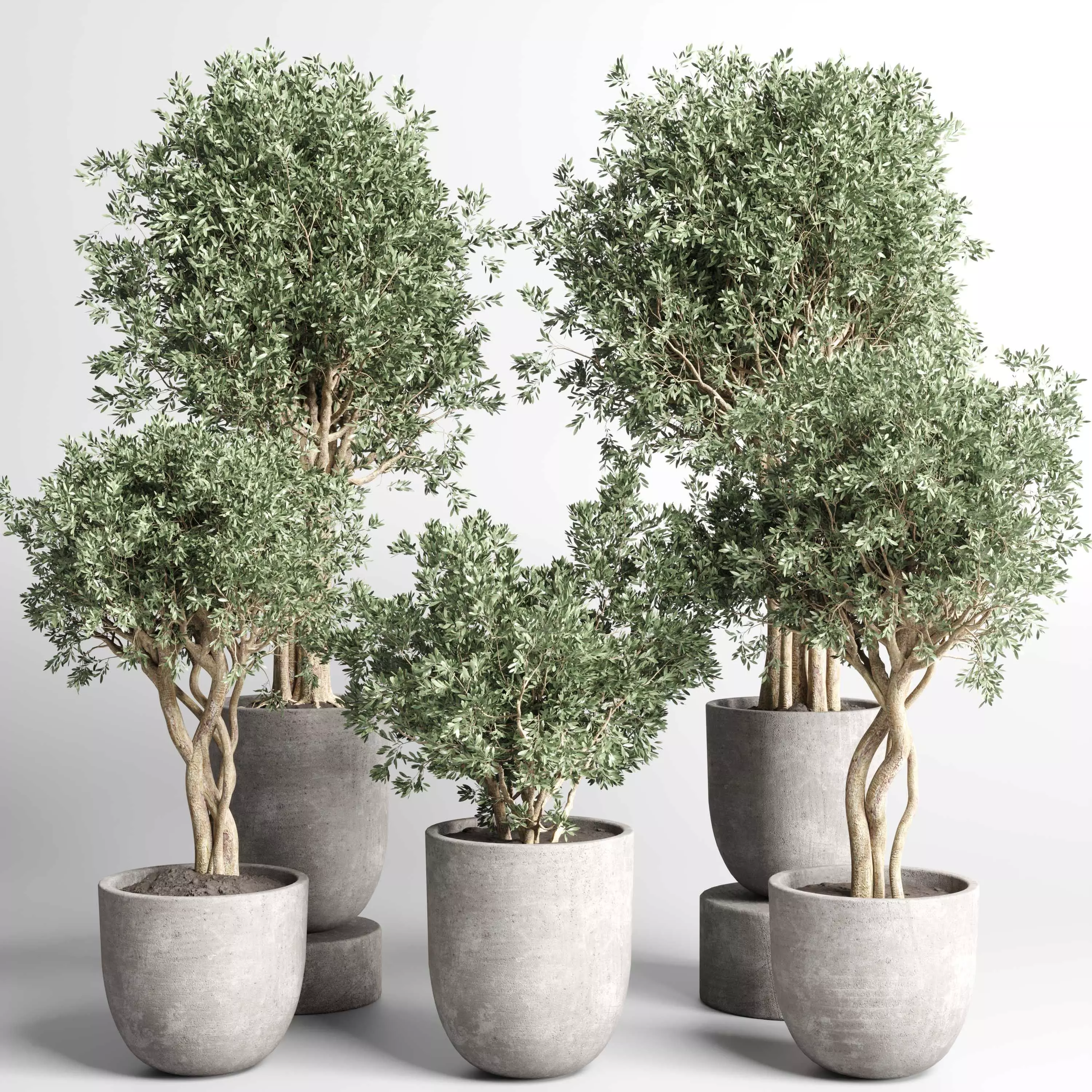 set indoor outdoor plant tree vase dirty concrete 3D model