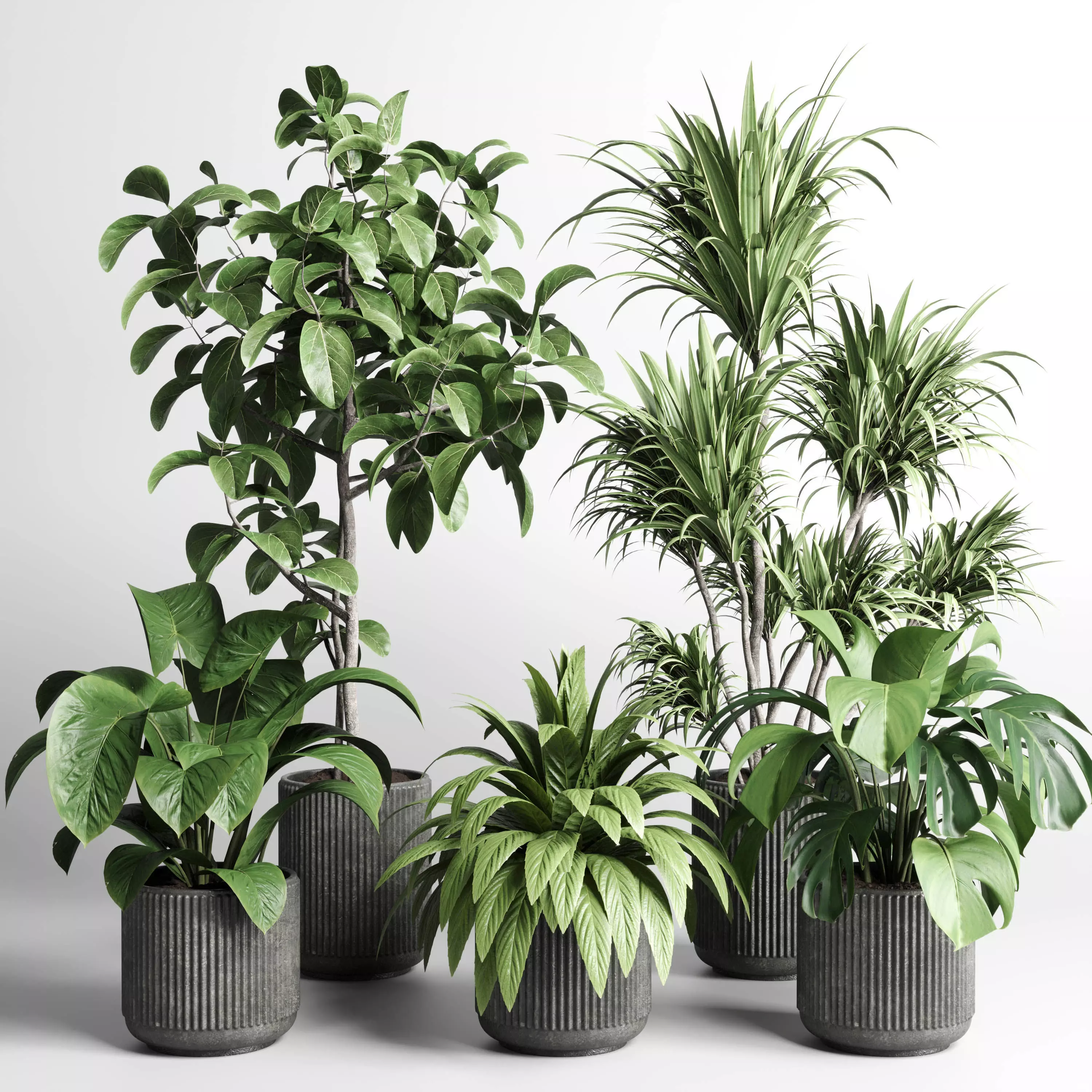 small monstera Monstera Leaves Small