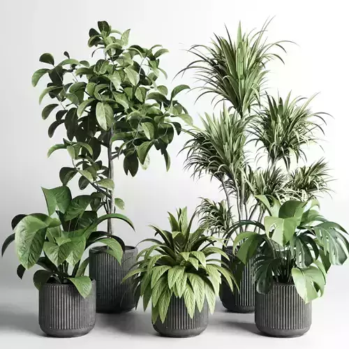 Collection indoor plant plam ficus rubbery monstera concrete
