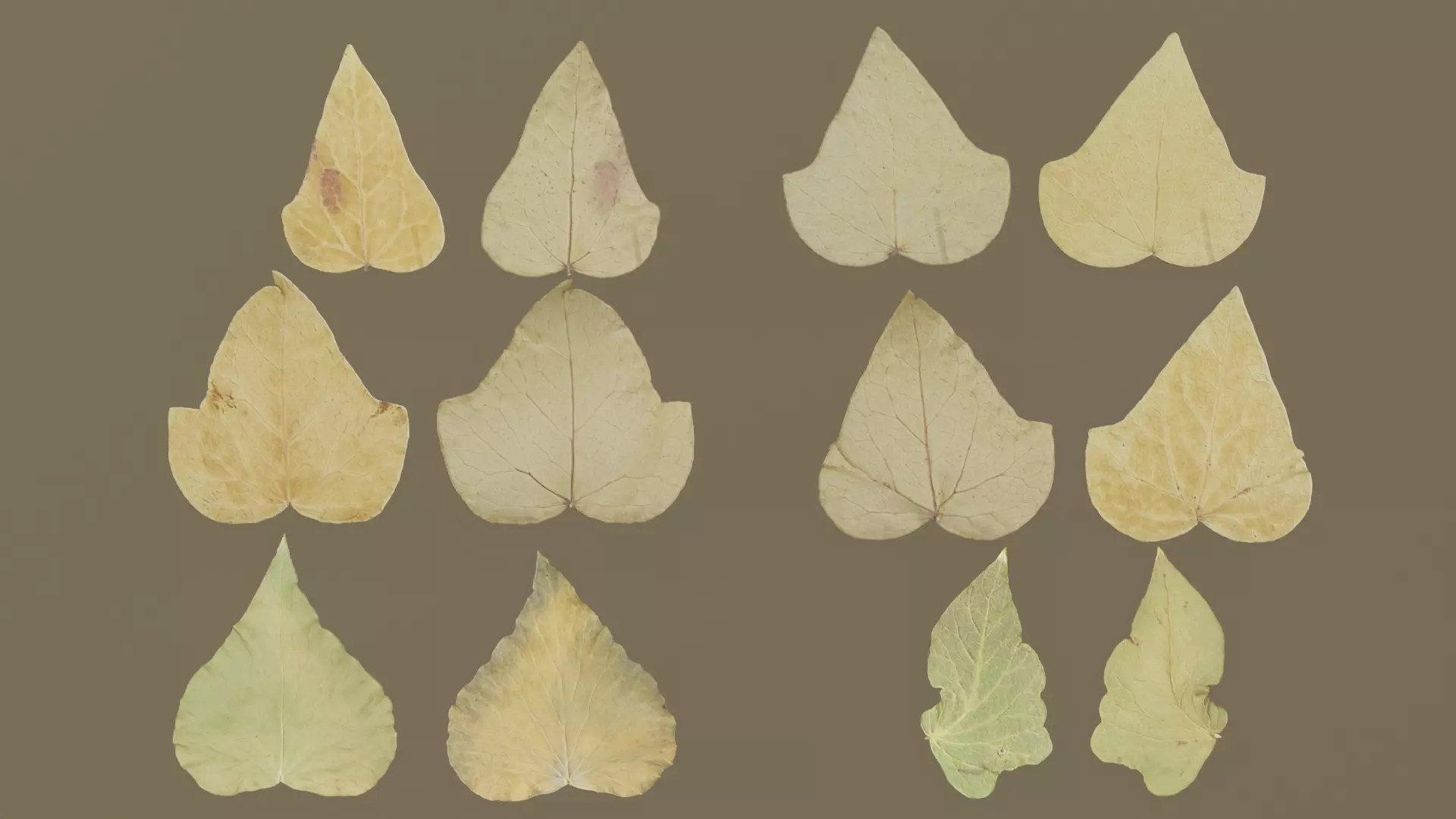 Dry Ivy Leaves Photorealistic Low-poly 3D model_0