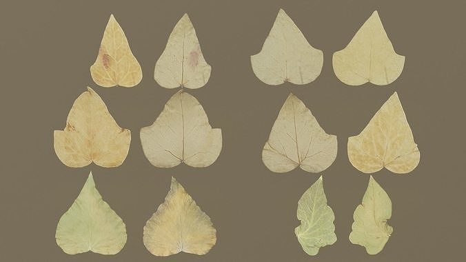 Dry Ivy Leaves Photorealistic Low-poly 3D model