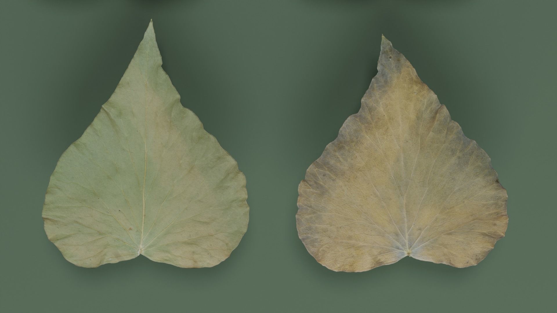 Dry Ivy Leaves Photorealistic Low-poly 3D model_4