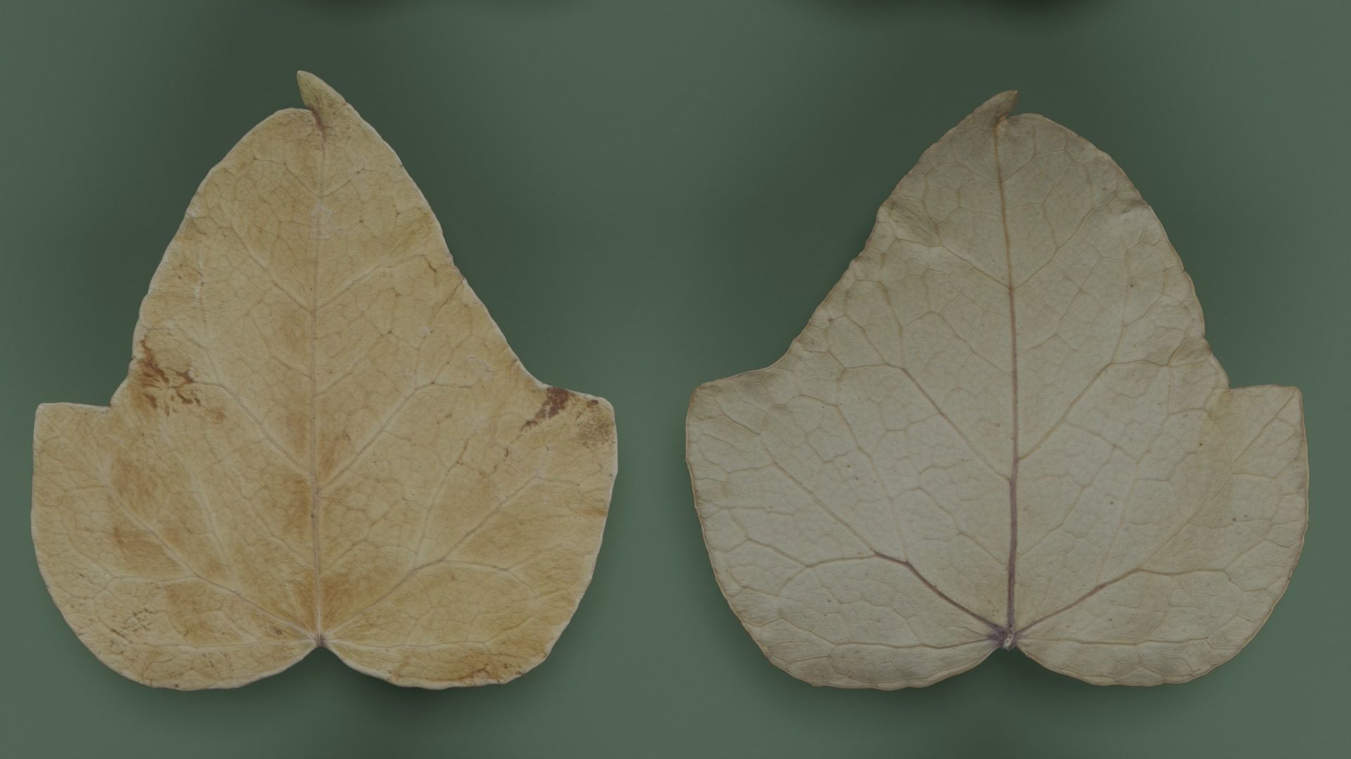 Dry Ivy Leaves Photorealistic Low-poly 3D model_7