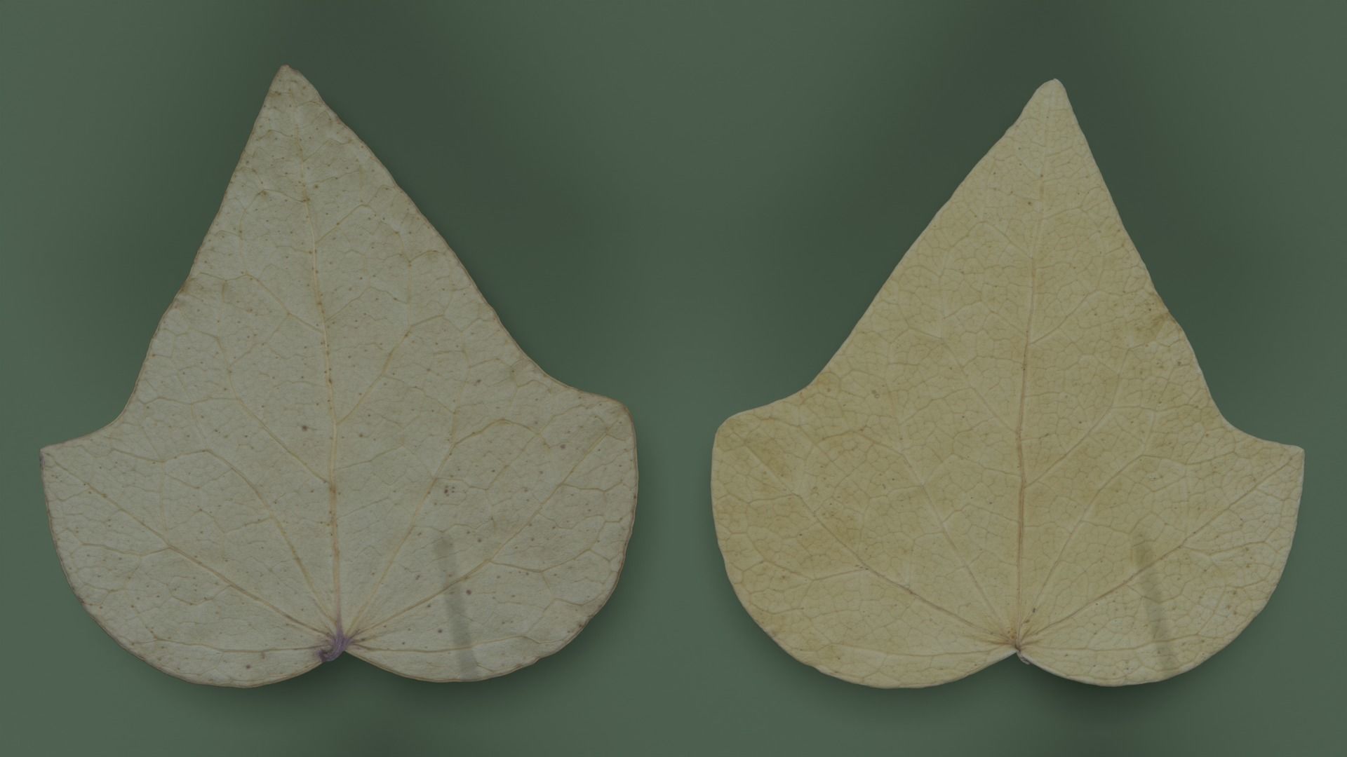 Dry Ivy Leaves Photorealistic Low-poly 3D model_8