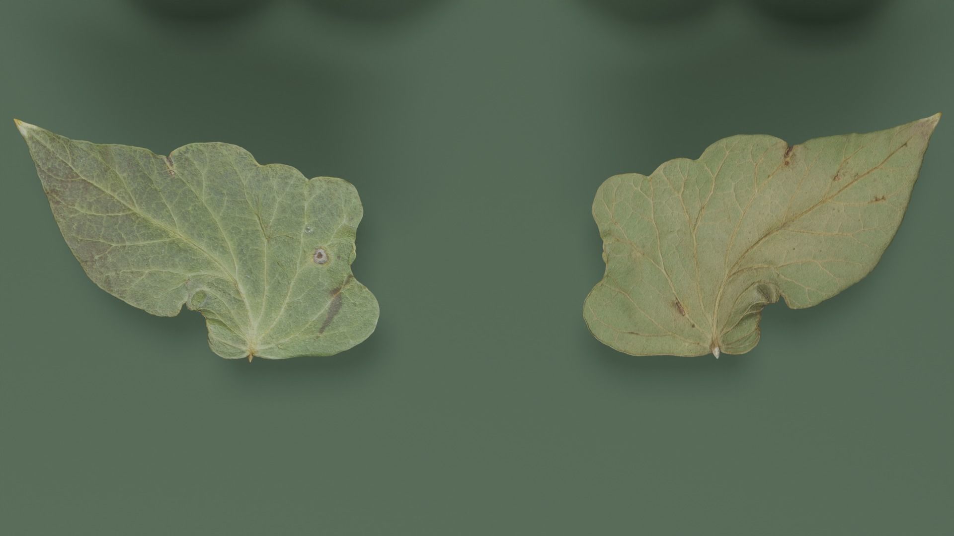 Dry Ivy Leaves Photorealistic Low-poly 3D model_5