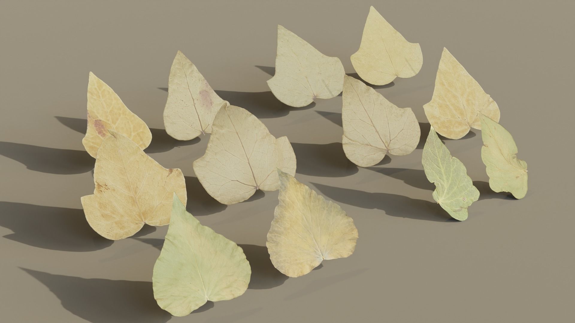 Dry Ivy Leaves Photorealistic Low-poly 3D model_1