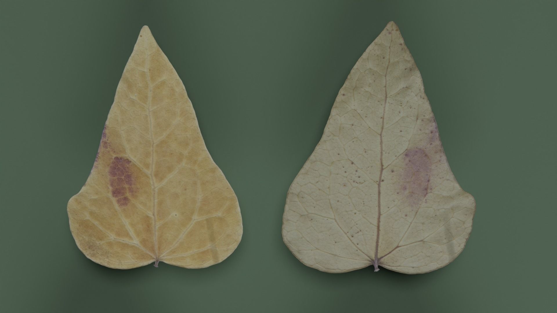 Dry Ivy Leaves Photorealistic Low-poly 3D model_9