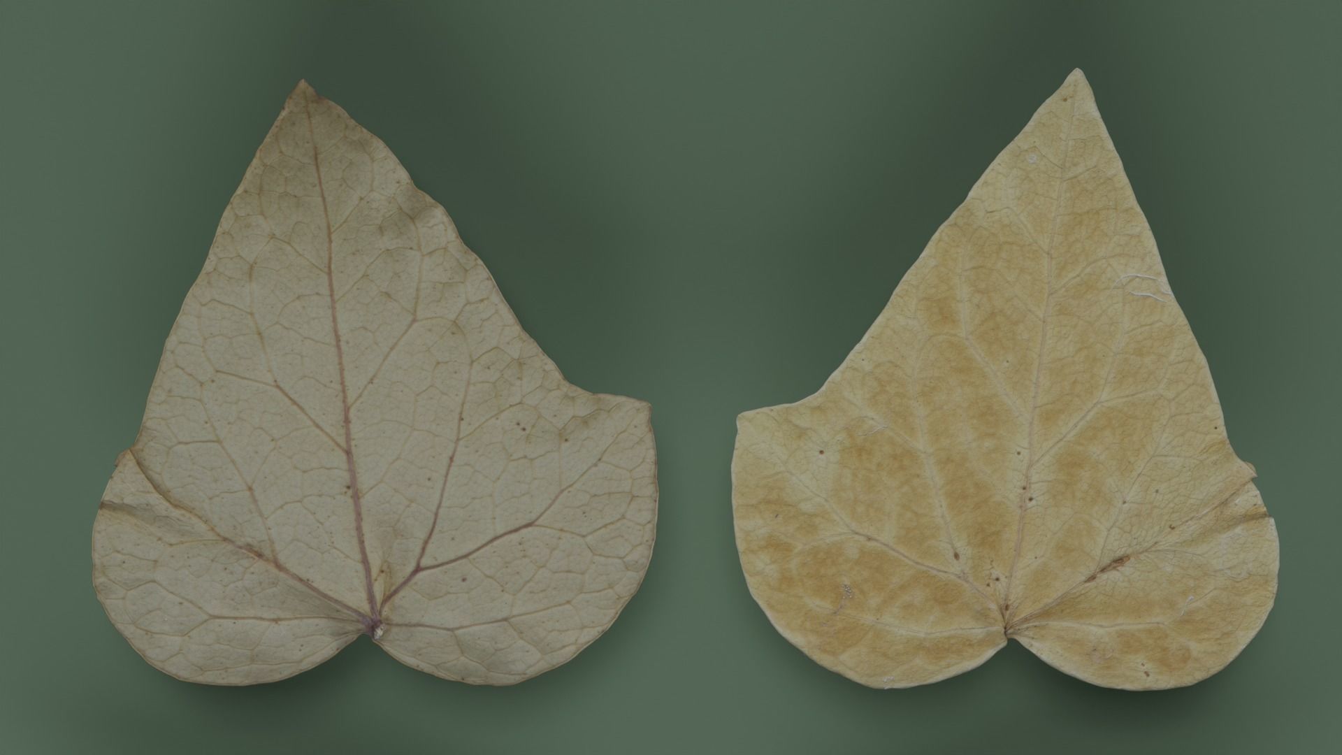 Dry Ivy Leaves Photorealistic Low-poly 3D model_6