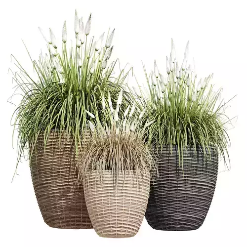 Powder grass 3D model