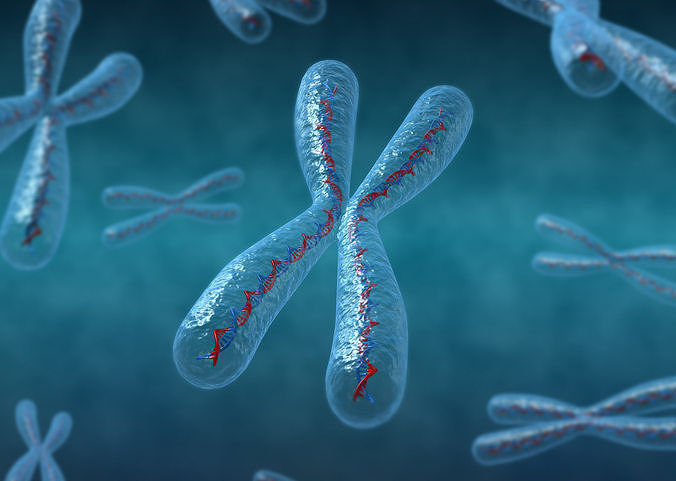 3D Chromosomes model pair of 3D model