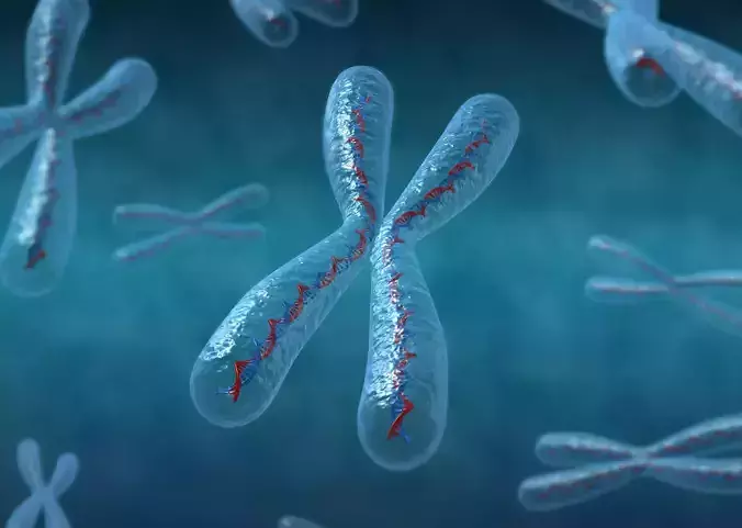 3D Chromosomes model pair of 3D model