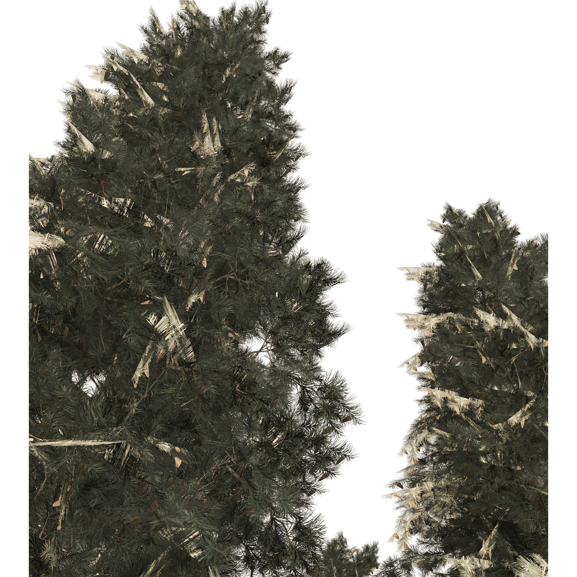 Blue Spruce Pine Trees Low-poly 3D model_5