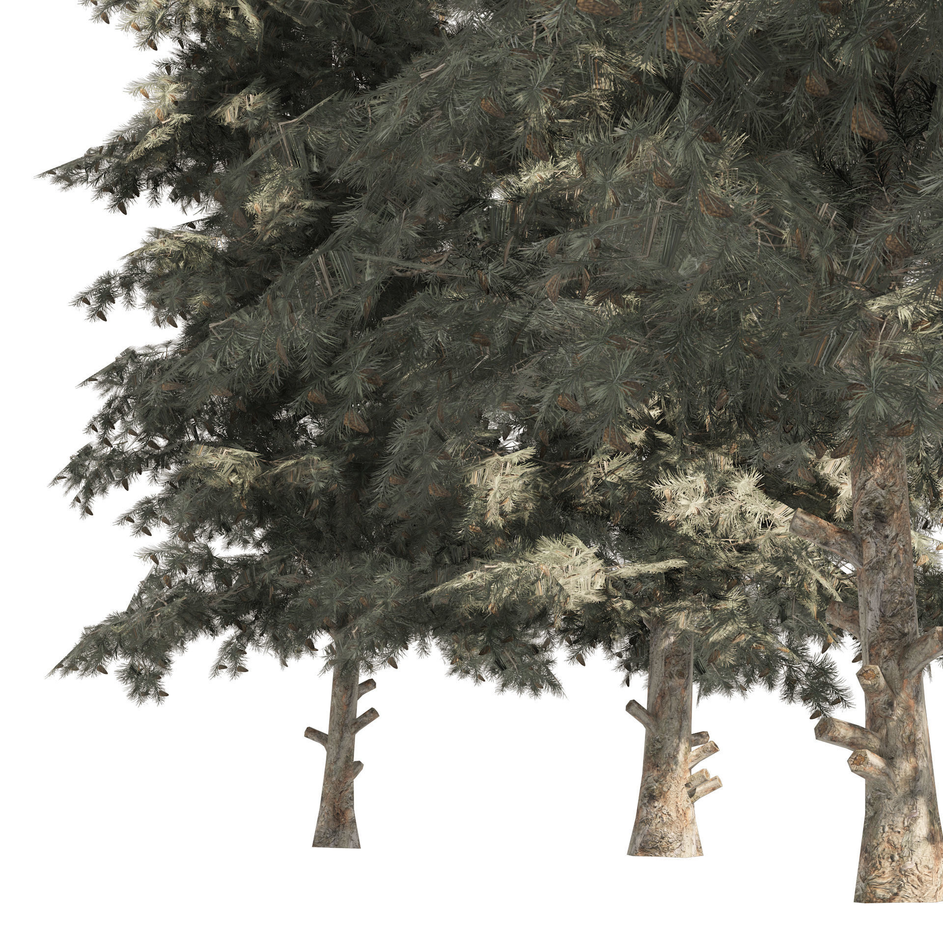 Blue Spruce Pine Trees Low-poly 3D model_6
