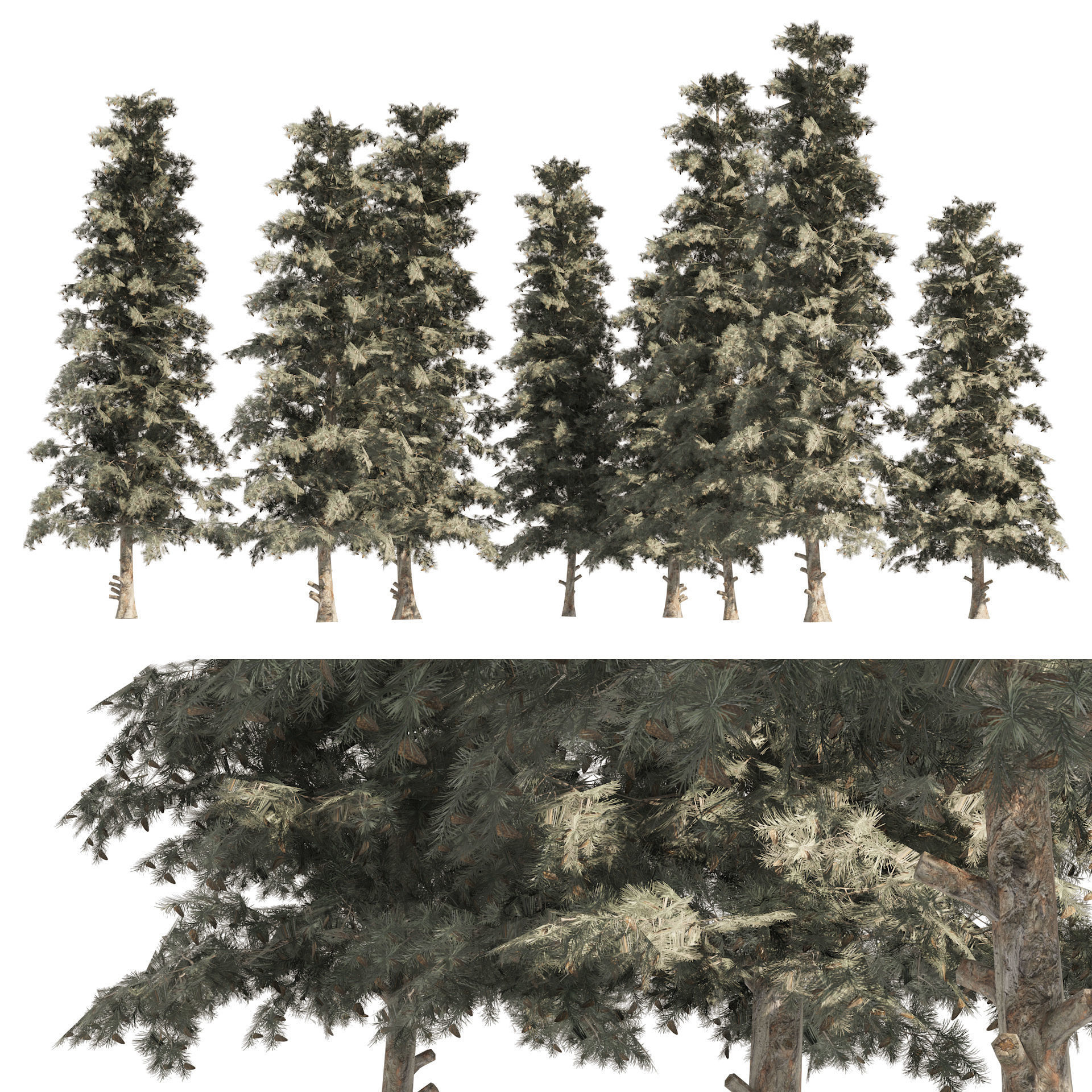 Blue Spruce Pine Trees Low-poly 3D model_7