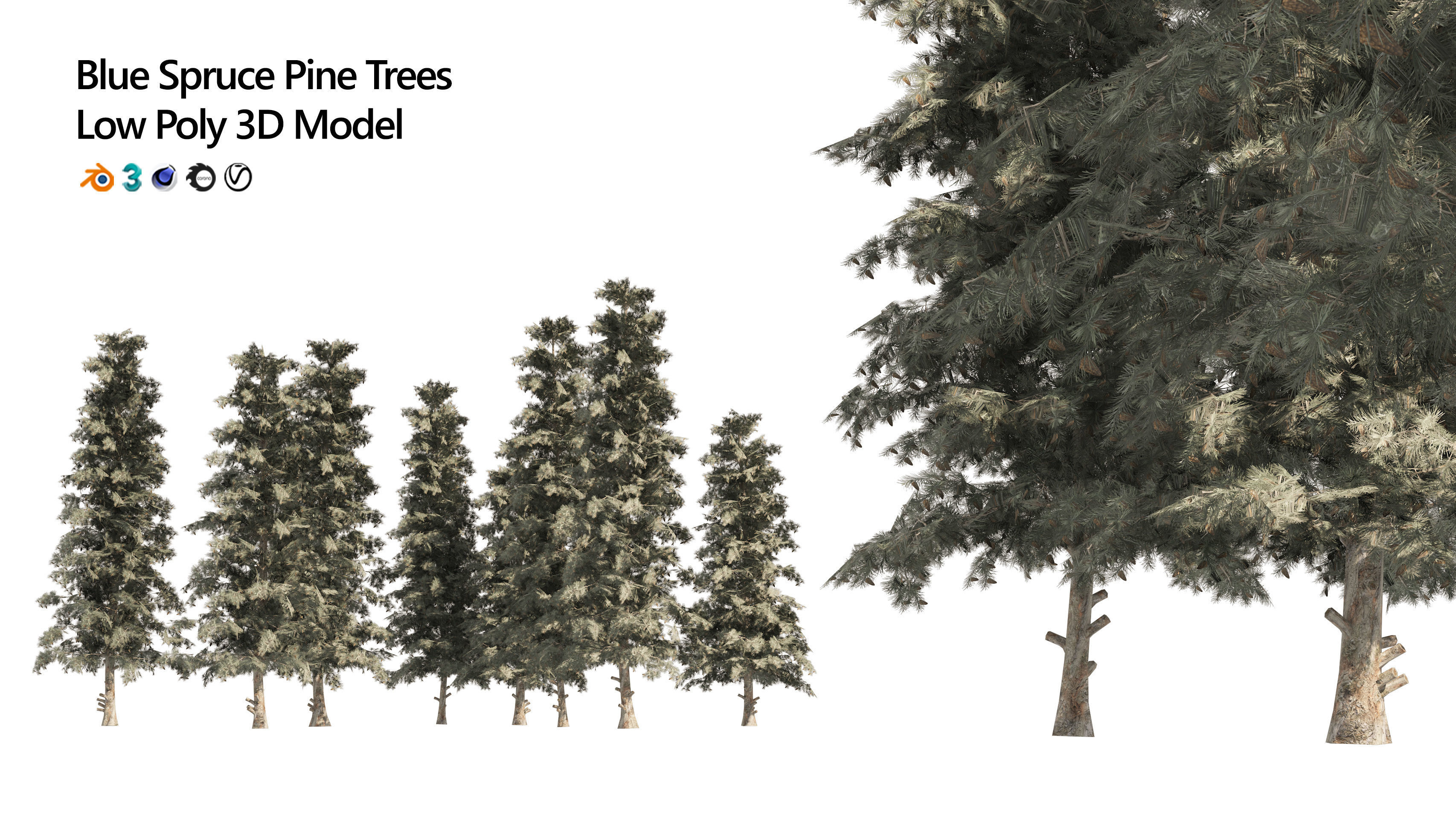 Blue Spruce Pine Trees Low-poly 3D model_1