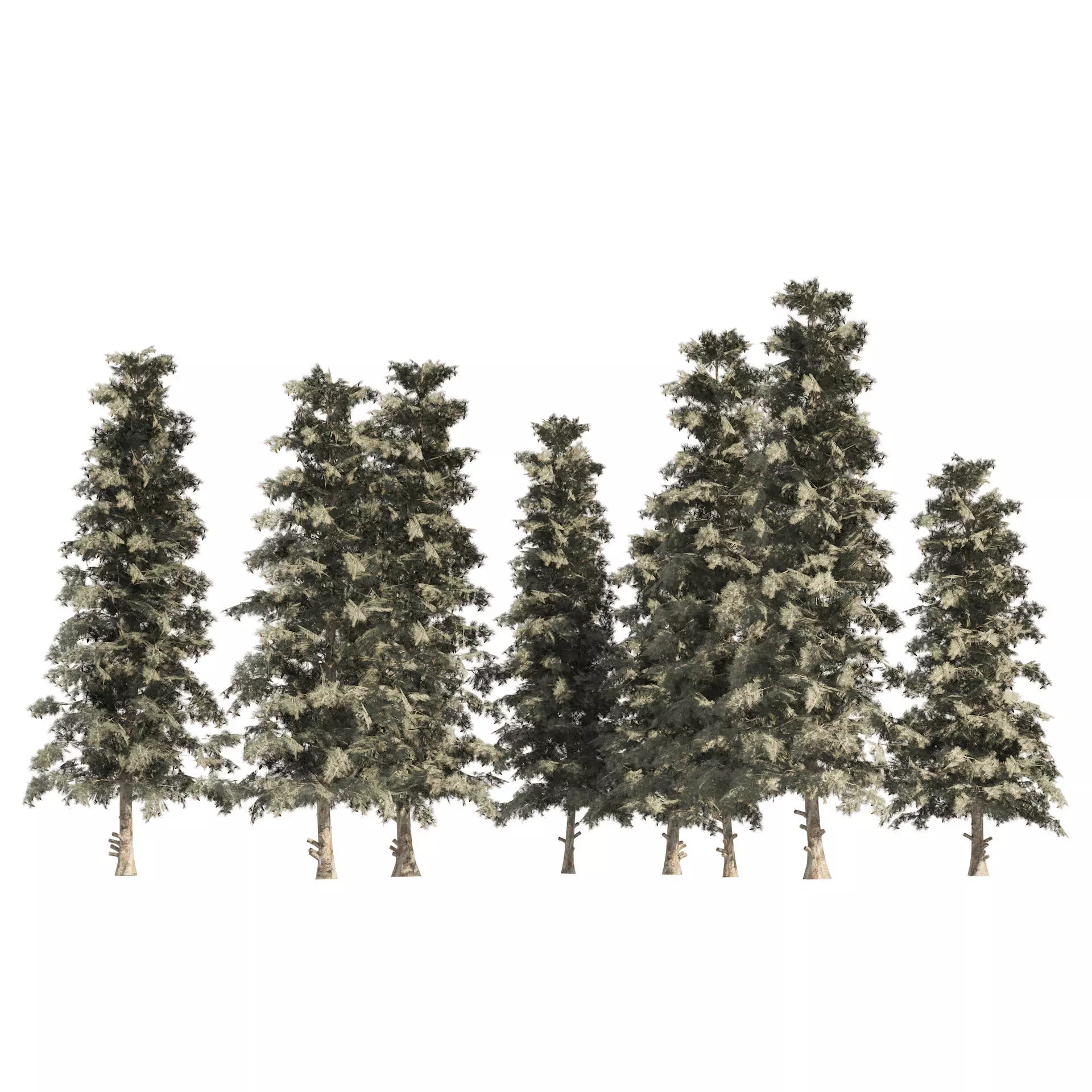 Blue Spruce Pine Trees Low-poly 3D model_0