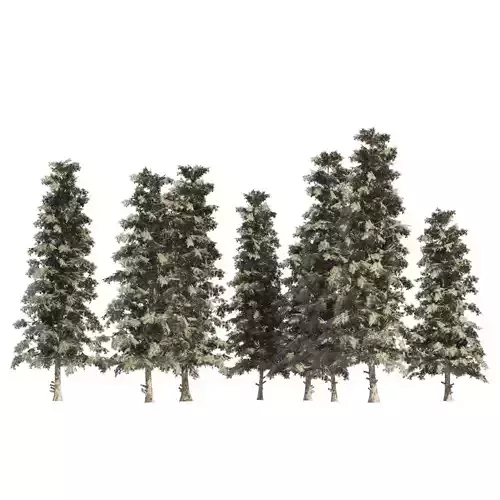 Blue Spruce Pine Trees Low-poly 3D model