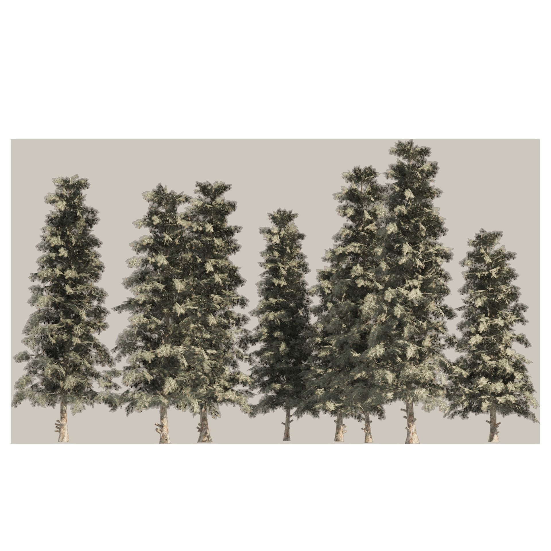 Blue Spruce Pine Trees Low-poly 3D model_8