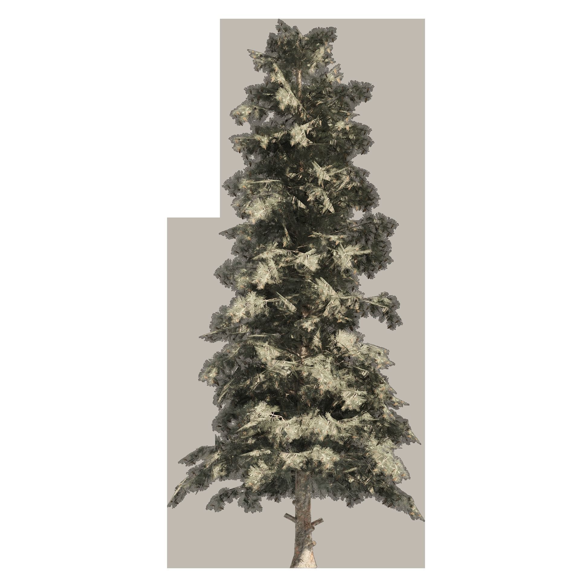 Blue Spruce Pine Trees Low-poly 3D model_9